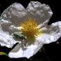 Cistus laurifolius Crédit:  jacinta lluch valero (flickr) 1