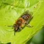 Colletes hederae - Crédit : Gailhampshire - Flickr