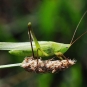 Conocéphale gracieux - credit Atelier nature