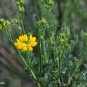 Coronille à tige de jonc - Coronilla juncea - crédit A H Paradis