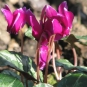 Cyclamen-de-Naples-crédit-peganum