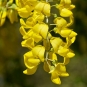 Laburnum alpinum (crédit: Jebulon)