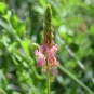 Sainfoin couché - fleurs (Crédits : Léa Charbonnier)