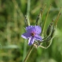 Erodium bec-de-cigogne (Crédits : Sabine Meneut)