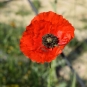 Fleur de Coquelicot (Crédits : Sabine Meneut)