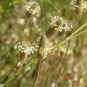 Plantain lancéolé (Crédits : Léa Charbonnier)