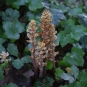 Orobanche du lierre