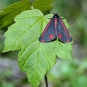 Ecaille du séneçon (Nature Photos - flickr)