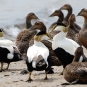 Eider à duvet (Crédits: putneypics -flickr)