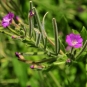 Épilobe à grandes fleurs