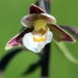 Epipactis des marais - Credit : Björn S - Flickr