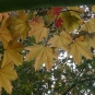 Erable plane, feuilles (Crédits : Olive Titus)