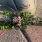 Erodium circutarium (Crédits: K M)