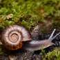 Escargot-de-quimper-credit-Gilles-San-Martin-Suivre-web