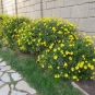 Euryops à fleurs de chrysanthème (crédits Leonora Ellie Enking)