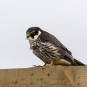 Faucon hobereau (Smudge 9000 - flickr)
