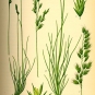 Fétuque ovine - Festuca ovina L. 