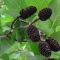 Fruits de l'Aulne de Corse (Crédit : Olive Titus)