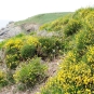 Genêt prostré - Crédit: photothèque Bretagne Vivante-sepnb