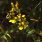 Gentiane (Crédits : Cédric Seguin - Natural Solutions)