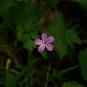 Géranium herbe à robert