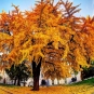 Ginkgo biloba (crédits: Luca Boldrini - Flickr)