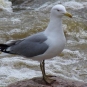 Goéland argenté