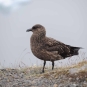 Grand Labbe - Stercorarius skua