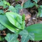 Grande-Listère---listera-ovata---credit-RNN-la-Bassée