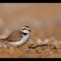 Gravelot à collier interrompu (Charadrius alexandrinus) mâle