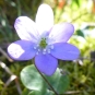 Hepatica nobilis (crédit: Toulourenc Horizon)