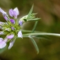Herbe au bitume (Crédits : Martine Benezech)