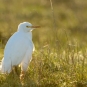 Heron garde boeufs (Crédits : Jean-Jacques Boujot)