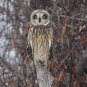 Hibou des marais (Crédits: Dominic Sherony - flickr)