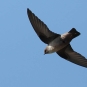 Hirondelle de Rochers - credit Pianurus Biarmicus