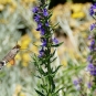 Hyssopus officinalis (crédit: Sandrine Rouja)