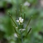 Cardamine hirsute (Crédits : Léa Charbonnier)