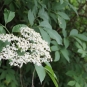 Sureau noir - fleurs et feuillles (Crédits : Léa Charbonnier)