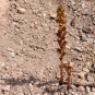 Orobanche grêle (Crédits : Léa Charbonnier)