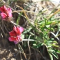 Sainfoin des montagnes (Crédits : Cyril Gautreau)
