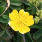 Potentille dorée - fleur (Crédits : Cyril Gautreau)