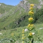 Gentiane jaune (Crédits : Léa Charbonnier)