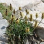 Plantain des Alpes (Crédits : Léa Charbonnier)