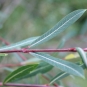 Saule pourpre (Crédits : Léa Charbonnier)