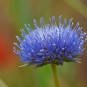 Jasione - (Crédit: antramir)