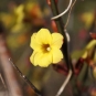 Jasmin jaune (Crédits : Alexandre Alapetite)