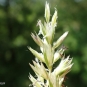 Koelérie pyramidale - Koeleria pyramidata (Lam.) P.Beauv