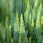 Myriophylle en épi - Crédit: Léa Charbonnier