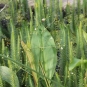 Plantain d'eau - Crédit: Léa Charbonnier