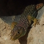 Lézard ocellé